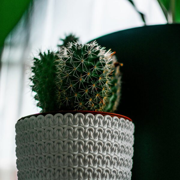 صبار الزينة